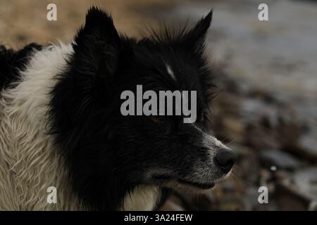 Portrait of a dog on the beach, border collie Stock Photo