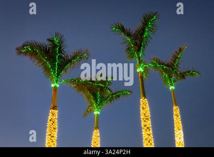 Four palm trees with green Christmas lights in the top and yellow lights on the trunk aganist a dark blue sky Stock Photo