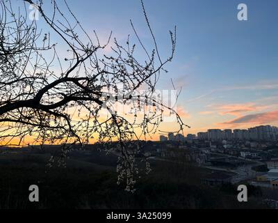 Tree silhouette behind public housing at sunset. Stock Photo