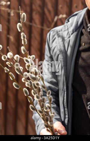 A man holds Beautiful willow branches with fluffy flowers outdoors in spring, close-up Stock Photo