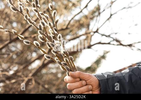 A man holds Beautiful willow branches with fluffy flowers outdoors in spring, close-up Stock Photo
