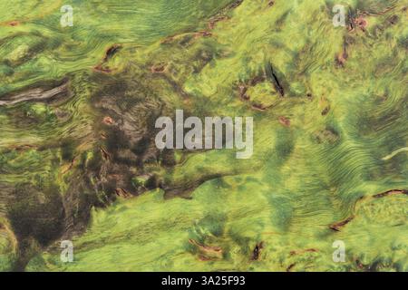 beautiful green background with a wood texture with green veins as a sample of a green background made of natural sawn wood or a sample of a wood text Stock Photo