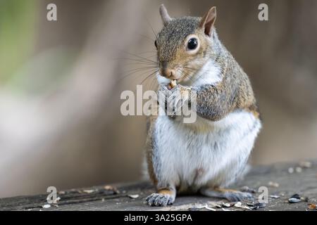 Eastern gray squirrel (Sciurus carolinensis), nibbling on seeds at Meeks Park in Blairsville, Georgia. (USA) Stock Photo