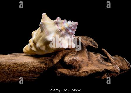 Close-up of a Bursa bufonia seashell, also known as the Frog Bursa, displaying on driftwood. The beige and pink hues contrast sharply against the blac Stock Photo