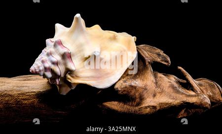 Close-up of a Bursa bufonia seashell, also known as the Frog Bursa, displaying on driftwood. The beige and pink hues contrast sharply against the blac Stock Photo
