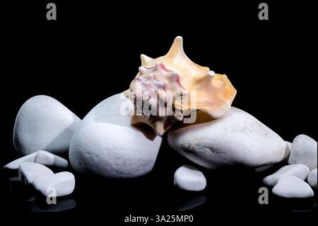A close-up of a Bursa Bufonia seashell surrounded by white pebbles on a sleek black surface, highlighting its natural elegance and texture Stock Photo