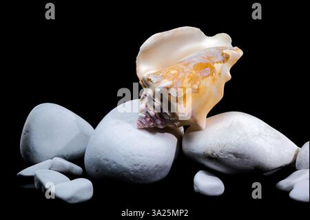 A close-up of a Bursa Bufonia seashell surrounded by white pebbles on a sleek black surface, highlighting its natural elegance and texture Stock Photo