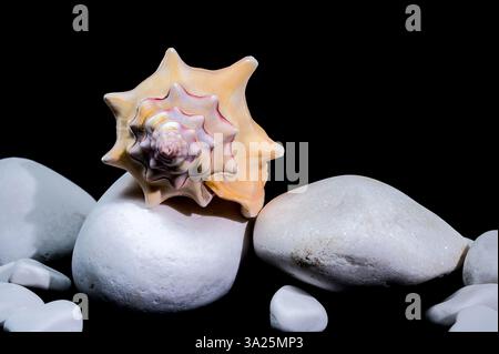 A close-up of a Bursa Bufonia seashell surrounded by white pebbles on a sleek black surface, highlighting its natural elegance and texture Stock Photo