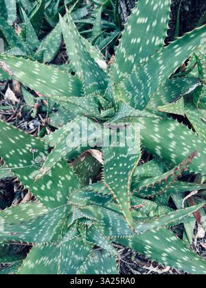 Close up of aloe vera plant in the garden. Medicinal plant with healing properties. Gardening concept. Stock Photo