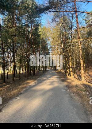 A winding path stretches through the heart of forest, inviting exploration. Tall trees rise on either side, their branches forming a natural canopy. Stock Photo