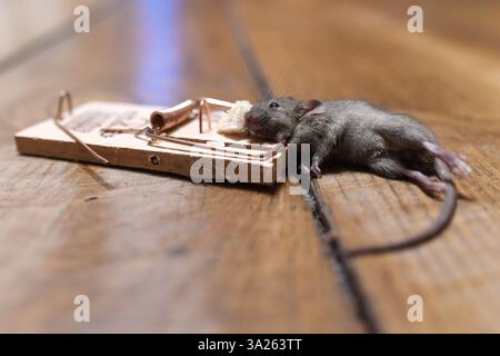 Mousetrap. Trapped mouse Stock Photo