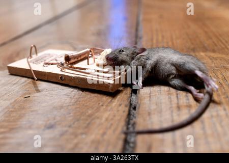 Mousetrap. Trapped mouse Stock Photo