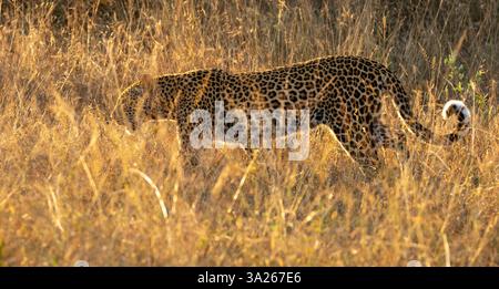 Leopard, Panthera pardus, female walking through grass, golden light. Stock Photo
