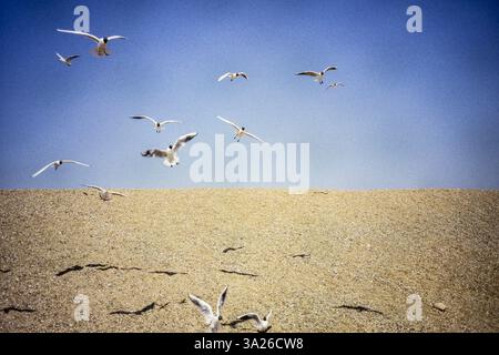 A vintage photo of seagulls in flight Stock Photo