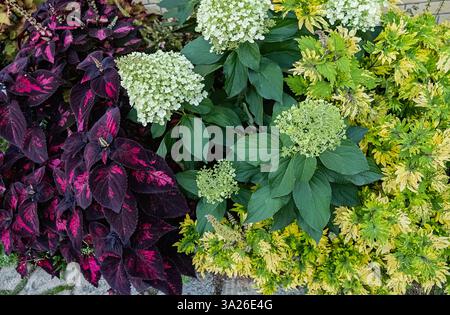 Several types of coleus plants in a flowerbed. Stock Photo