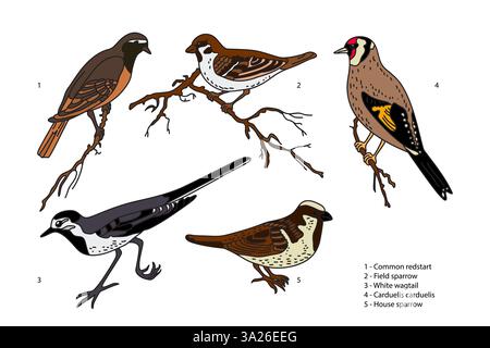 Botanical collection with garden birds isolated on white background. Hand drawn colorful set of birds vector illustration. Graphic design for School L Stock Vector