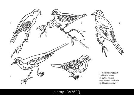 Line art botanical collection with garden birds isolated on white background. Hand drawn outline set of birds vector illustration. Graphic design for Stock Vector