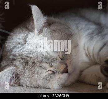 Close-up of a sleeping cute gray British Shorthair cat Stock Photo
