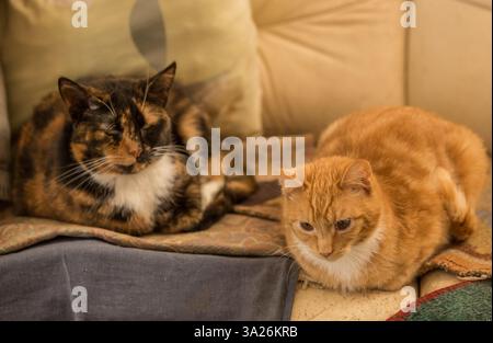 Two cats are lounging on a sofa. Stock Photo