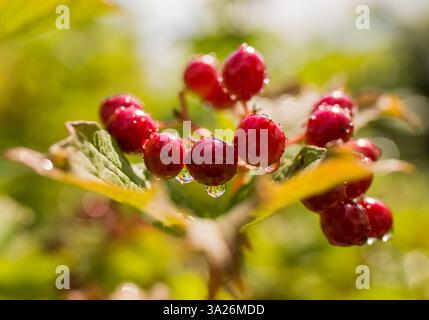Bunches of bright red viburnum berries with water droplets on their surface. Stock Photo