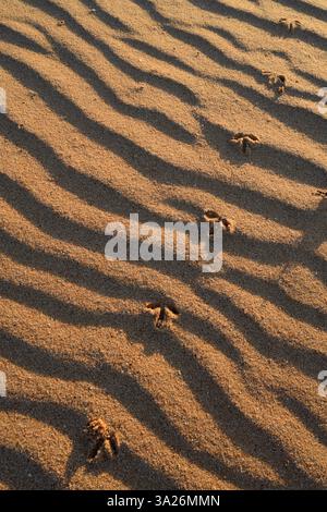 Bird footprints on rippled golden sand at dawn with heavy shadows in the low light ripple marks left between the tides. Stock Photo