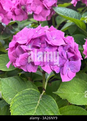 Hydrangea commonly named the hortensia, is a genus of more than 70 species of flowering plants native to Asia and the Americas Stock Photo