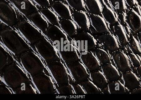genuine leather imitating crocodile leather for making objects, black polished leather dyed black with embossed crocodile leather Stock Photo