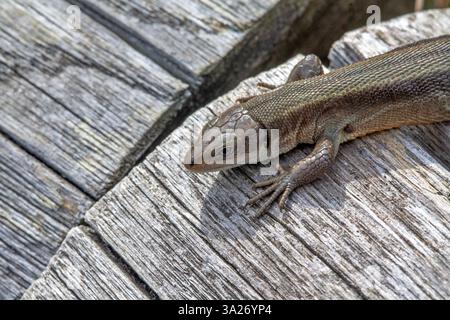 Wall lizard on an old wooden plank close-up Stock Photo
