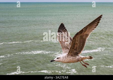 Close-up of a seagull flying over the ocean near the coast of Cadiz, Spain. Stock Photo
