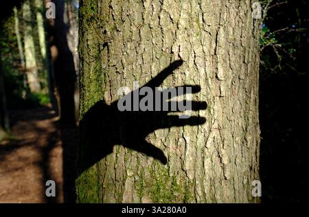 shadow of hand on pine tree trunk in woodland setting, norfolk, england Stock Photo