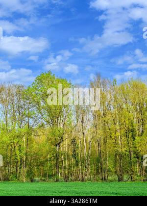 Deciduous trees in mixed woodland showing first Spring leaf foliage - sud-Touraine, central France. Stock Photo