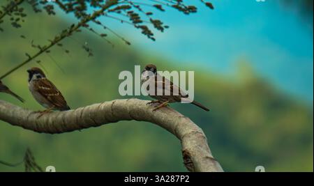 two sparrows perched on a tree branch at Treasure Mountain Stock Photo