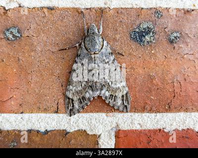 Photograph of a large grey moth resting on a textured red brick wall. The moth’s wings display intricate patterns. Stock Photo