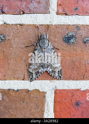 Photograph of a large grey moth resting on a textured red brick wall. The moth’s wings display intricate patterns. Stock Photo