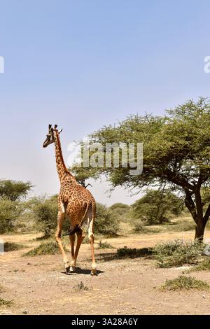 Kesha hi-res stock photography and images - Alamy