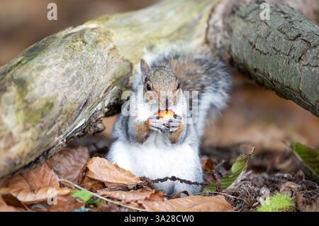 Grey squirrel eating sweet chestnut fruit in autumn, UK. Stock Photo