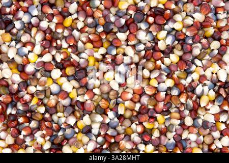 Background of colorful kernels of Indian Corn. Indian or flint corn is one of the many types of maize with colored kernels, either single or multiple Stock Photo