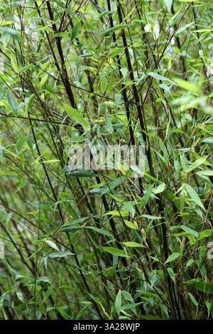 Black Bamboo or Purple Bamboo, Phyllostachys nigra, Poaceae. China. It is a species of bamboo native to Hunan Province of China. Stock Photo