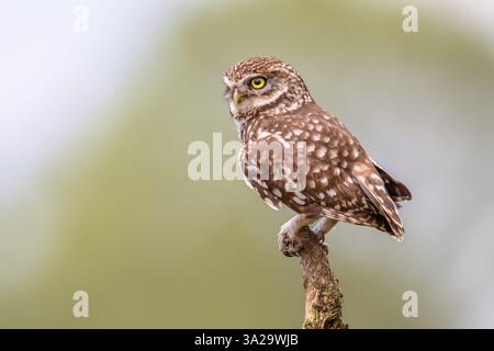 Little Owl (Athene noctua) nocturnal bird perched on log with bright background and looking at camera Stock Photo