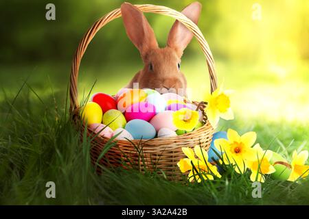 Easter eggs in wicker basket, cute fluffy rabbit and daffodils on spring sunlit meadow Stock Photo