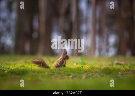 Squirrel standing on the field ground with fresh grass sunny day in thein city park Stock Photo
