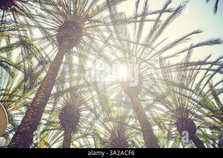 A view looking up at attractive palm trees covering the glow of the afternoon sunshine. Stock Photo