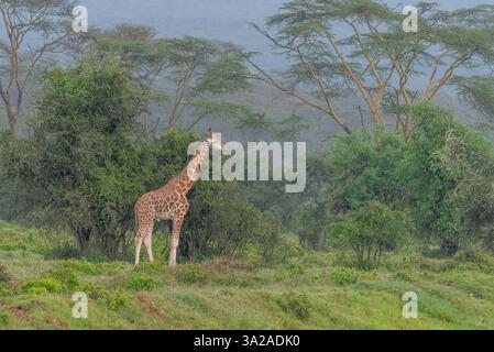 Giraffe in Lake Nakuru National Park, Kenya Stock Photo