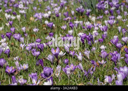 Flowering crocuses in the Cologne Flora. The spring crocus (Crocus vernus), also known as the spring saffron Stock Photo