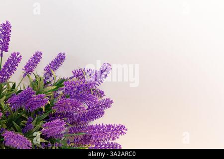 Lavender flowers bouquet composition in the corner against white background, spring background layout, copy space. Stock Photo