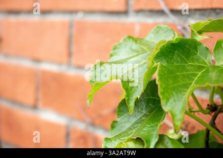 A view of a rustic brick wall with green ivy, as a background. Stock Photo