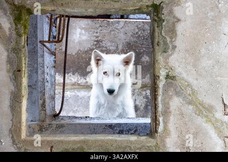 Dog looks down through a hole from the roof hatch in a damaged building Stock Photo