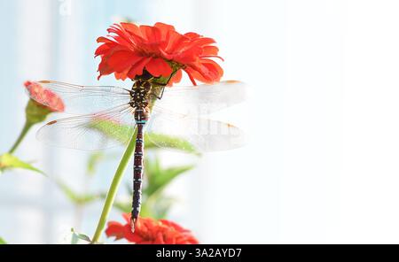 Large dragonfly sitting on red zinnia flower Stock Photo