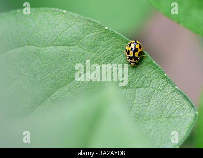 Macro shot of yellow fourteen spotted ladybird beetle sitting on green leaf, top view Stock Photo