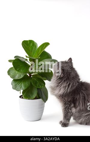 Grey fluffy cat smelling green Fiddle Leaf Fig houseplant isolated on white background Stock Photo